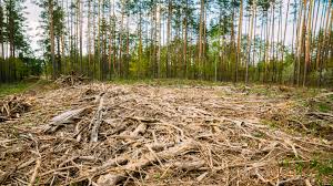 Clearcutting in a forest showing deforestation